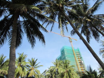 Low angle view of palm trees against sky