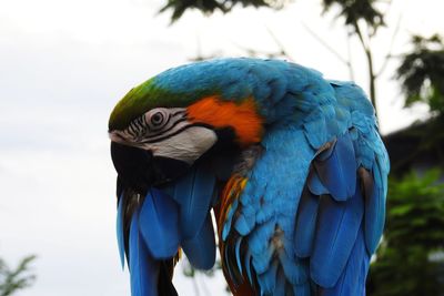 Close-up of a parrot