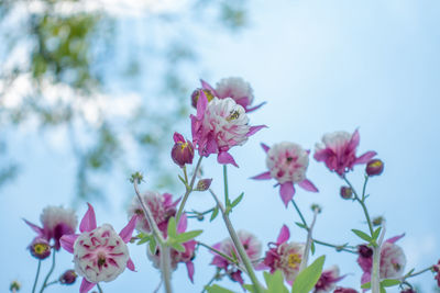 Close-up of pink flowering plants against sky