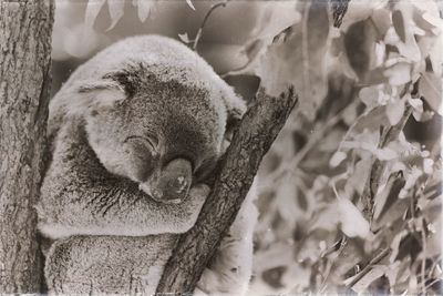 Close-up of sleeping resting on tree