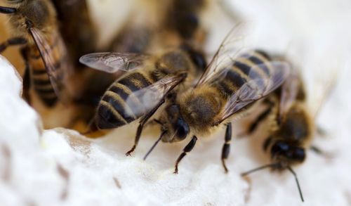 Close-up of insect