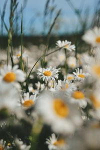 Close-up of white flowering plants on field