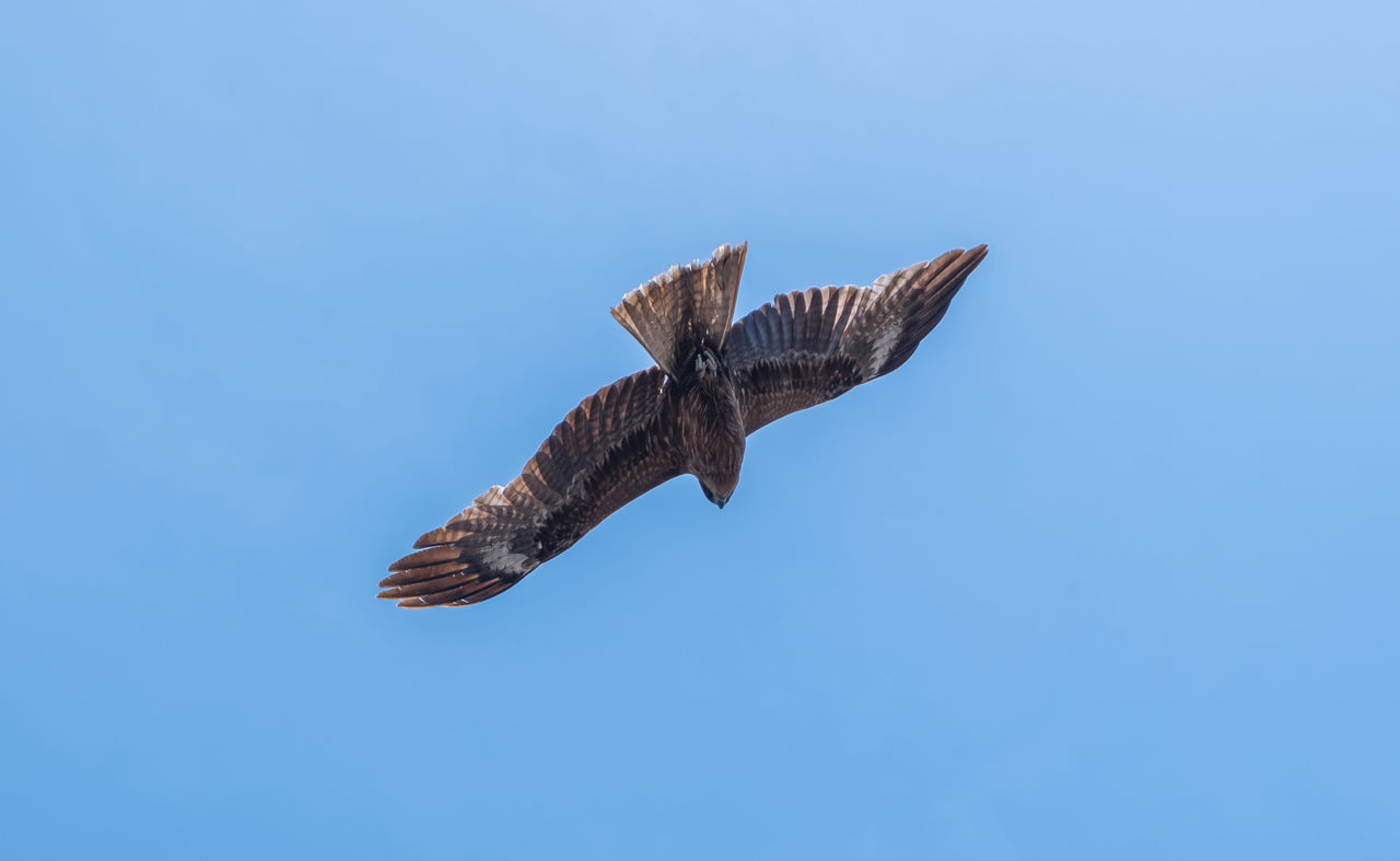 LOW ANGLE VIEW OF EAGLE FLYING