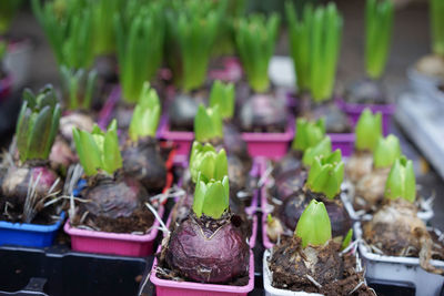 Tilt shot of beet in plant nursery at greenhouse