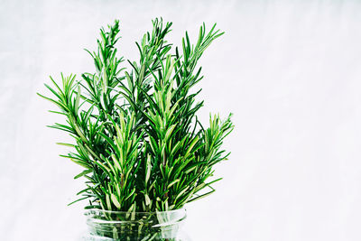 Close-up of plant against white background