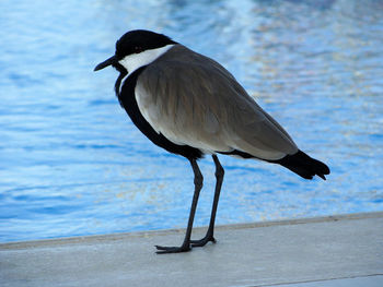 Close-up of gray heron perching on shore