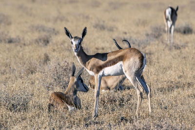 Side view of two horses on field