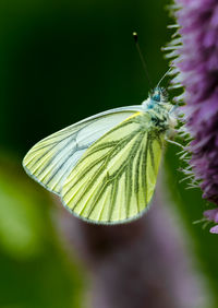 Close-up of insect on leaf