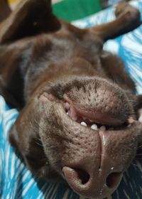 Close-up of dog looking away