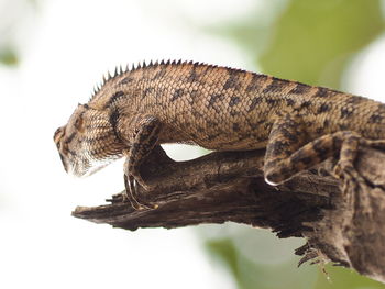 Close-up of lizard on wood