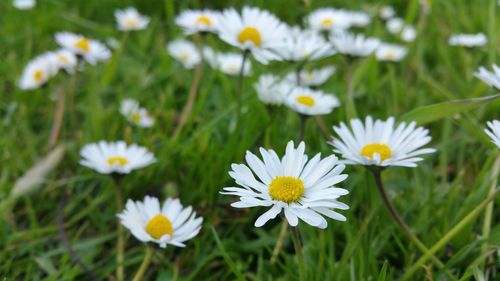 Close-up of white daisy flowers blooming in field