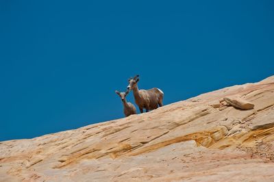 Low angle view of goats on rock formation against clear blue sky