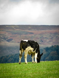 Cow  grazing in a field