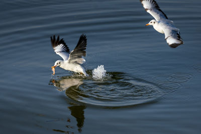 Seagulls flying over lake