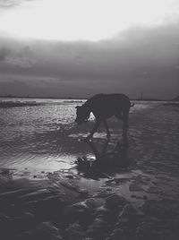 Close-up of dog in water