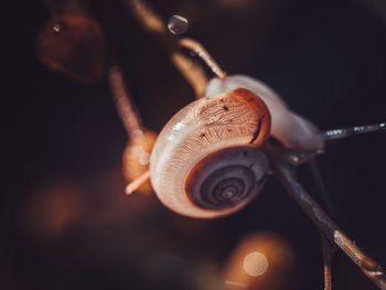 Close-up of snail on plant