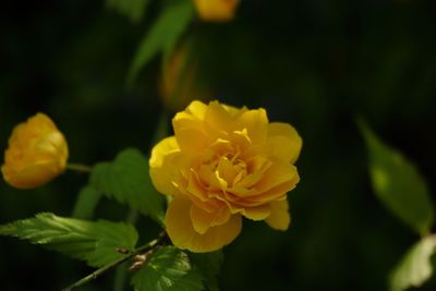 Close-up of yellow flower