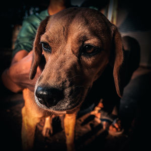 Close-up portrait of dog