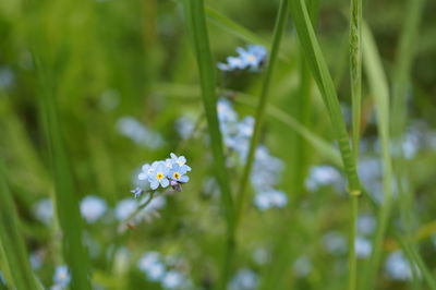 Close-up of white flowering plant