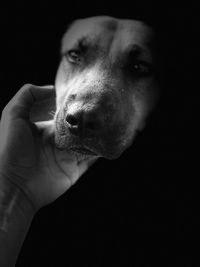 Close-up of hand holding dog