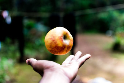 Cropped image of person throwing apple