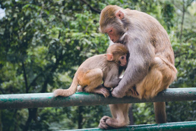 Portrait of mother and baby monkey