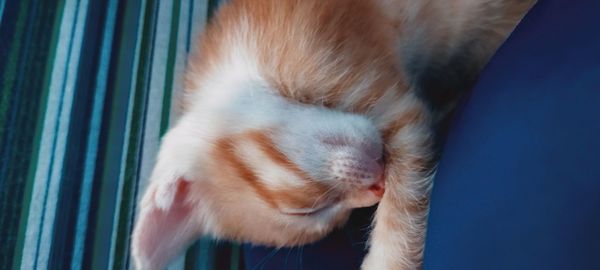 Close-up of cat sleeping