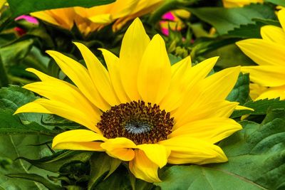 Close-up of yellow flower