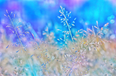 Close-up of purple flowering plants on field