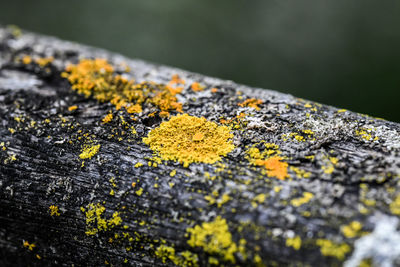 Close-up of yellow moss on rock