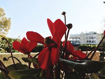 Low angle view of red holding umbrella against sky