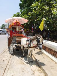 Horse cart on street in city