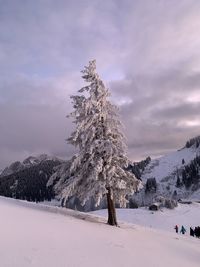 Trees on snow covered land against sky