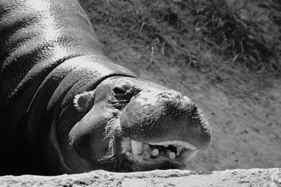 Close-up of sea lion