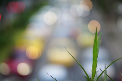 Close-up of fresh green plant