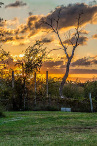 Trees against sky during sunset