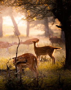 Deer in a forest, enjoying the early morning sun bath