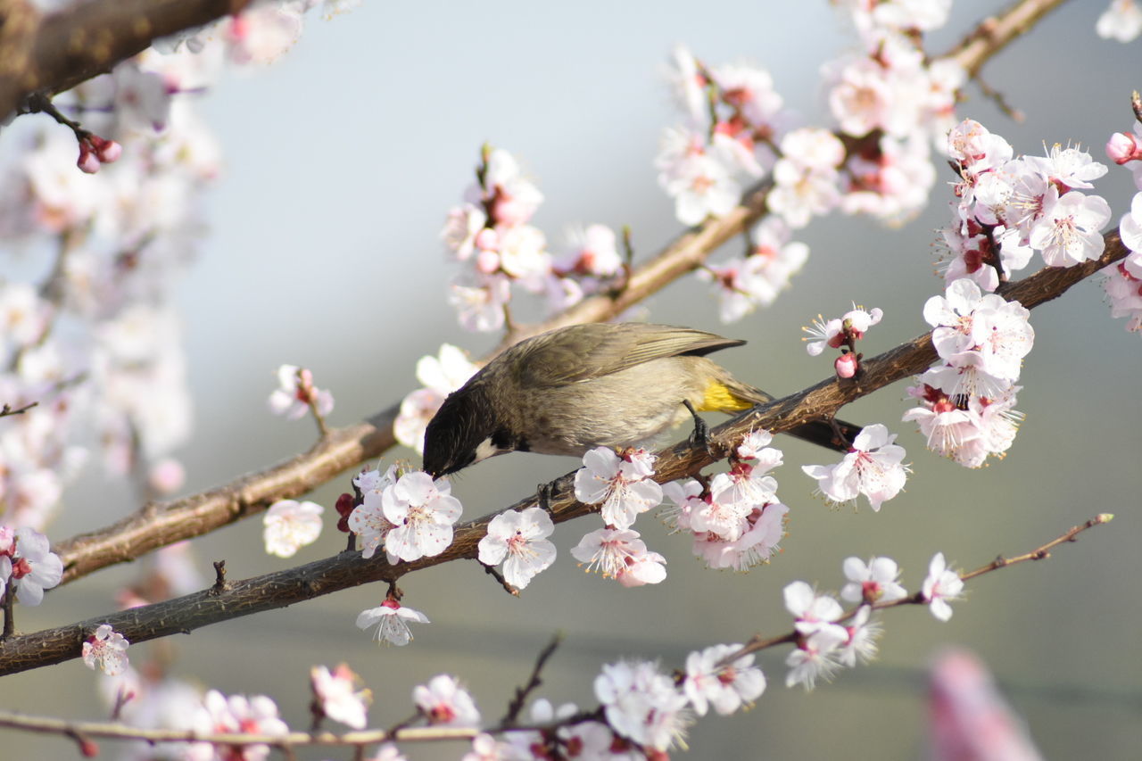 CLOSE-UP OF PINK CHERRY BLOSSOM