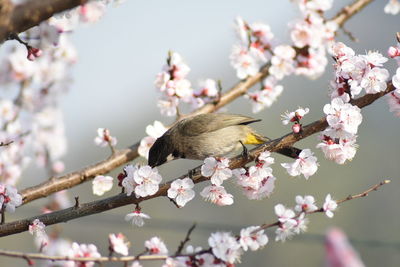 Close-up of cherry blossom