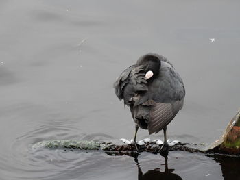 High angle view of coot preening in lake