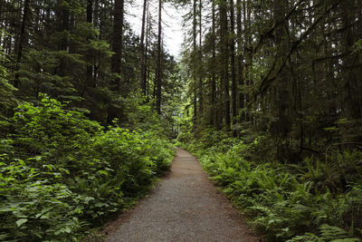 Road amidst trees in forest