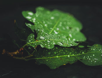 Close-up of raindrops on leaves