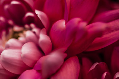 Close-up of yellow flower