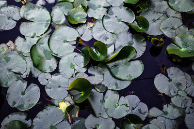 Water lilies floating on lake