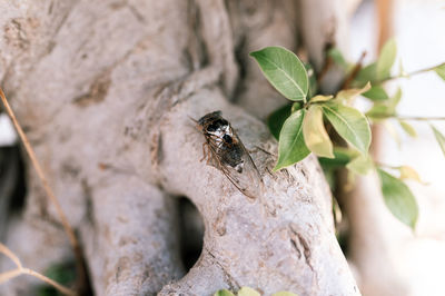 Cicada cicadidae a black large flying chirping insect or bug or beetle on a tree trunk