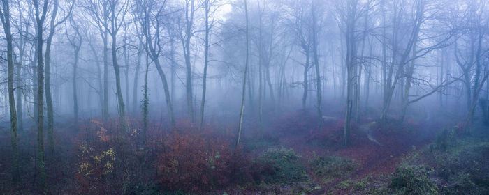 Trees in forest during foggy weather