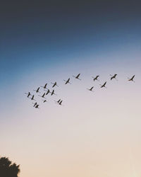 Low angle view of birds flying in sky