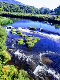 Scenic view of river amidst trees