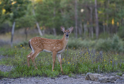 Portrait of deer standing on field