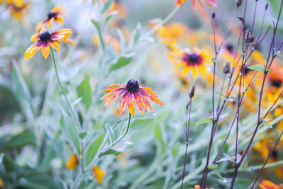 Close-up of orange flowering plant